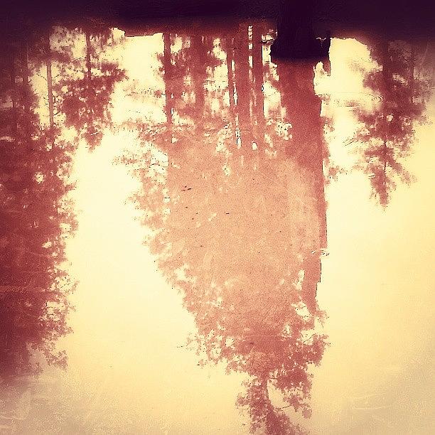 Outdoor Photograph - Pine Reflections. Abstract Photo by Tim Chandler