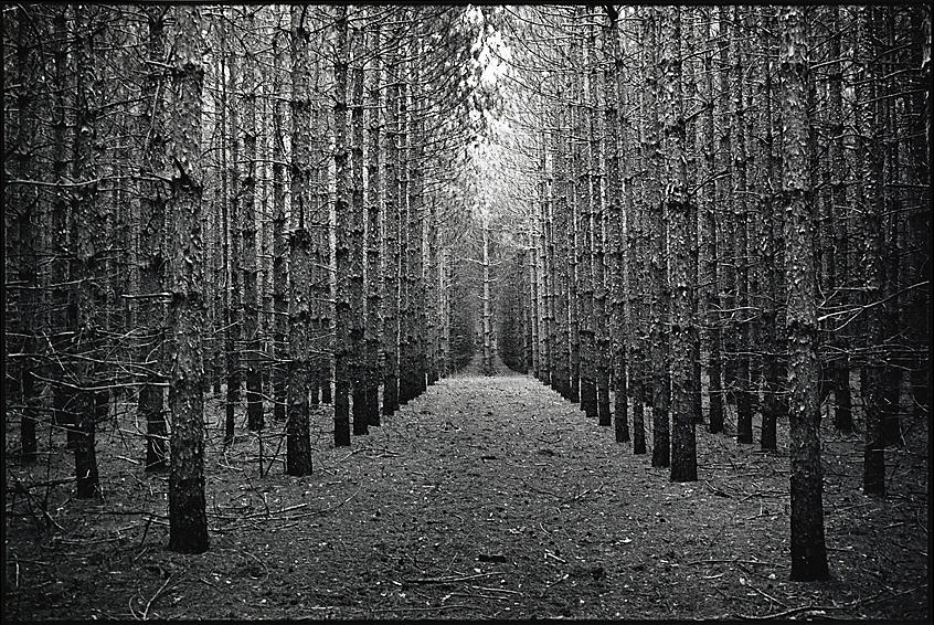 Tree Photograph - Pine rows by Ronald Seymour