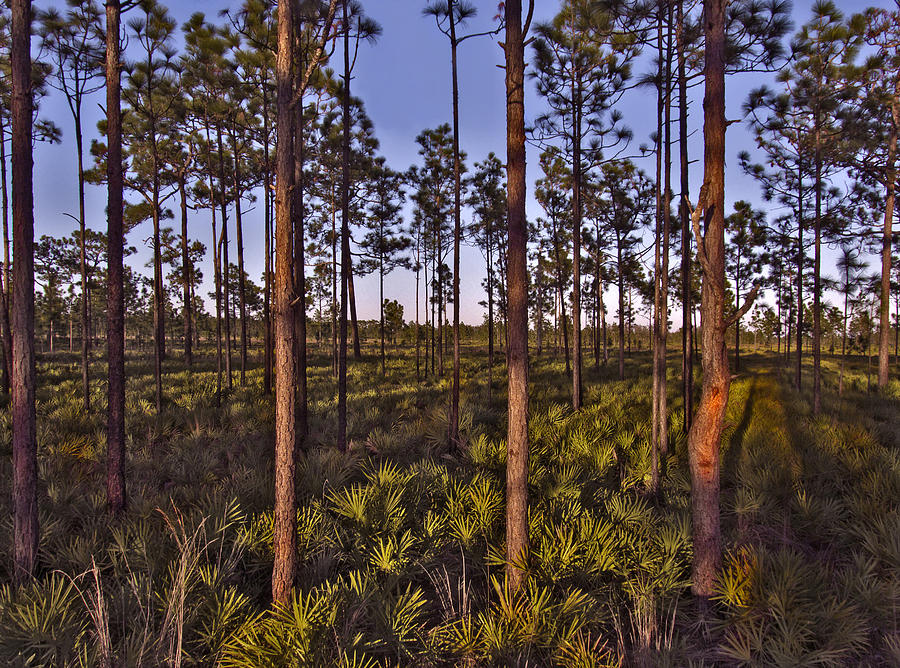 Pine Scrub. Three Lakes W.M.A. Photograph by Chris  Kusik