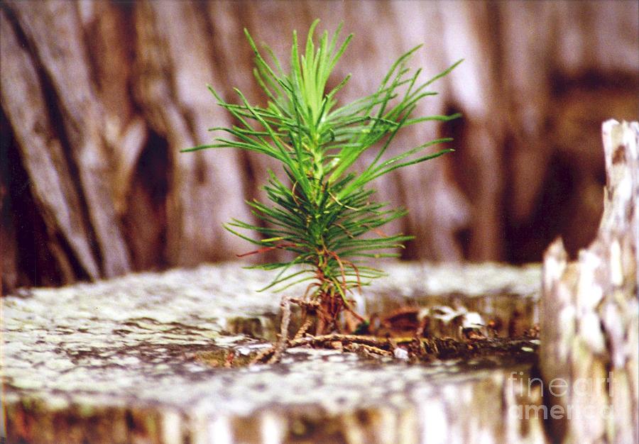 Pine seedling Photograph by Cynthia Marcopulos