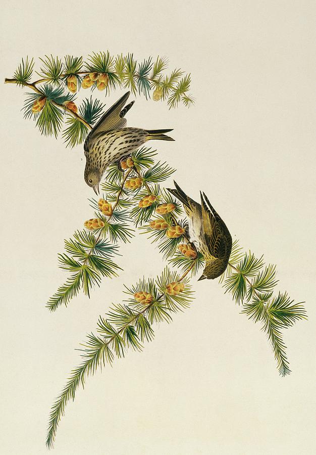 Pine Siskin Photograph by Natural History Museum, London/science Photo Library