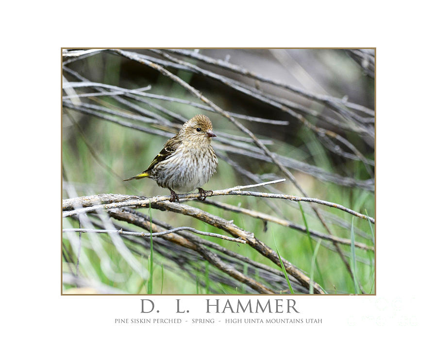 Pine Siskin Perched Photograph by Dennis Hammer