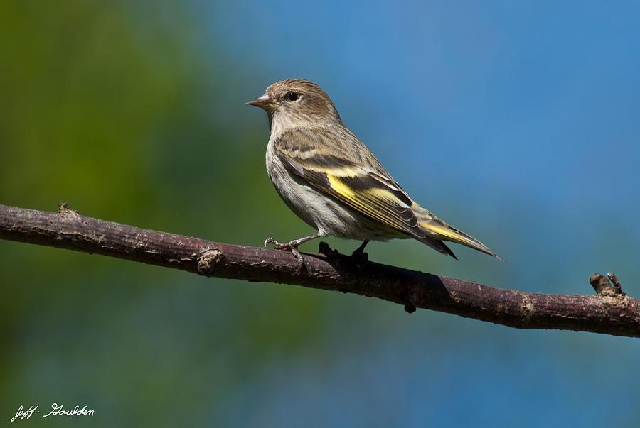 Pine Siskin Perched on a Branch Photograph by Jeff Goulden