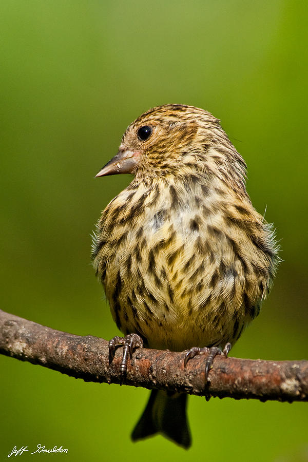 Pine Siskin With Yellow Coloration Photograph by Jeff Goulden