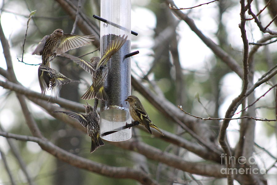 Pine Siskins in Flight Photograph by Leone Lund