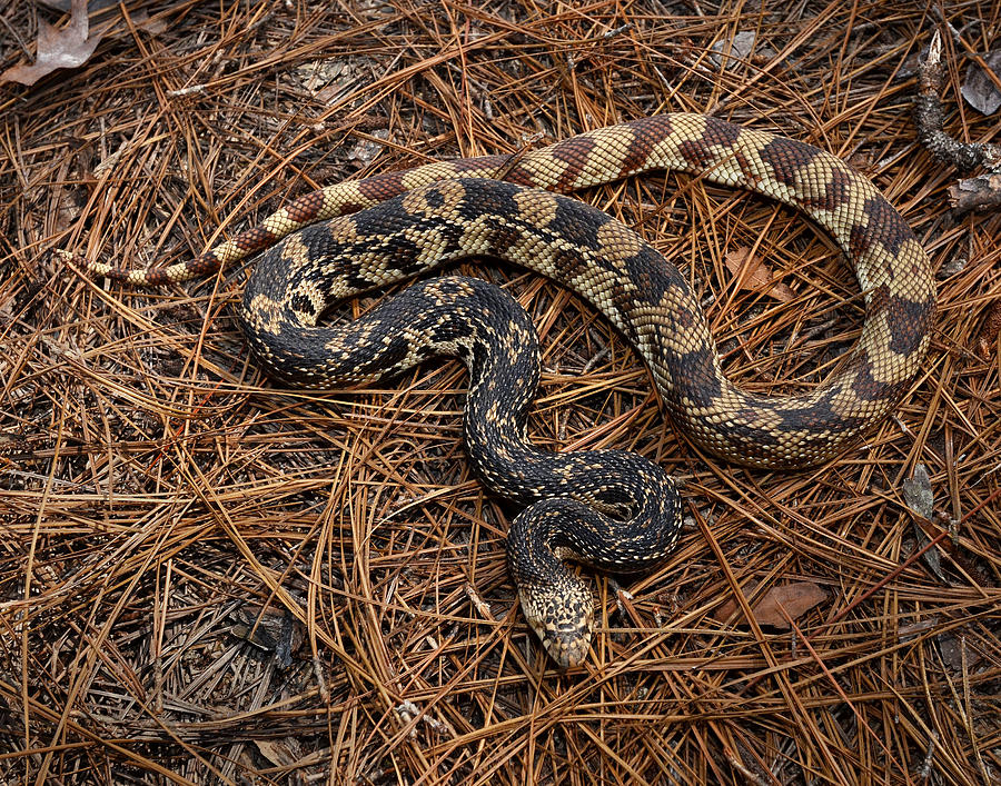 Pine snake - analyticsgerty