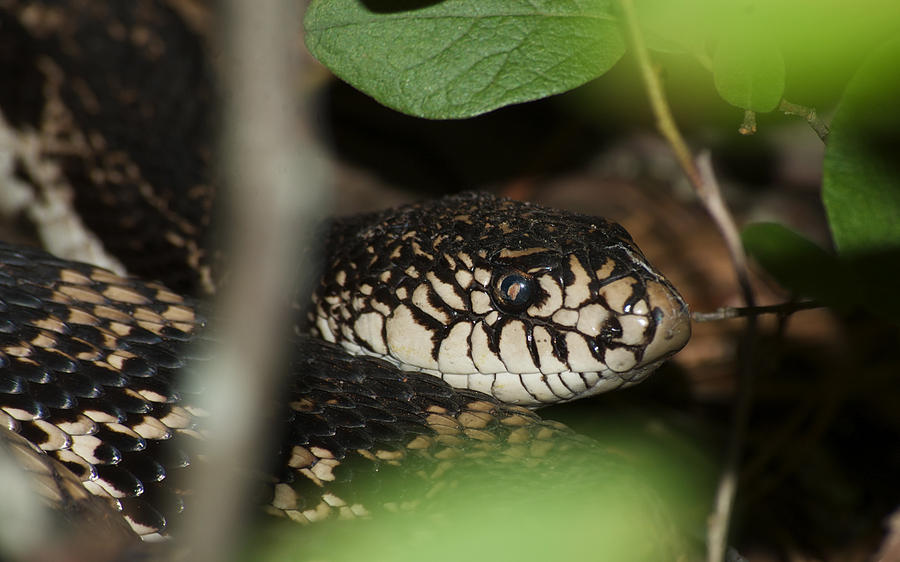 Wildlife Photograph - Pine Snake by Greg Vizzi