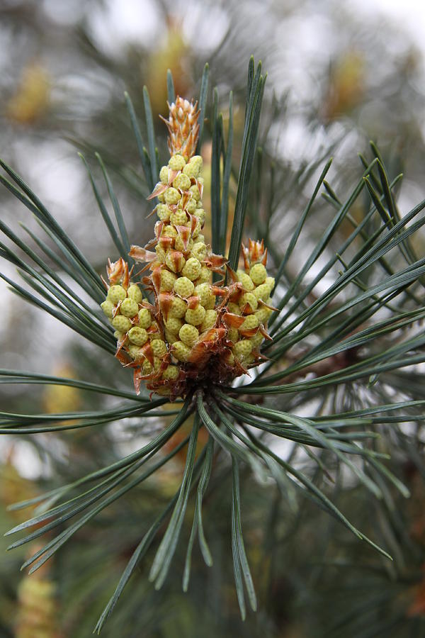 Pine Sprout Photograph by Christiane Schulze Art And Photography - Fine ...