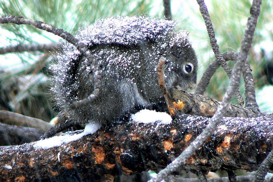 Pine Squirrel in the Snow Photograph by Marilyn Burton