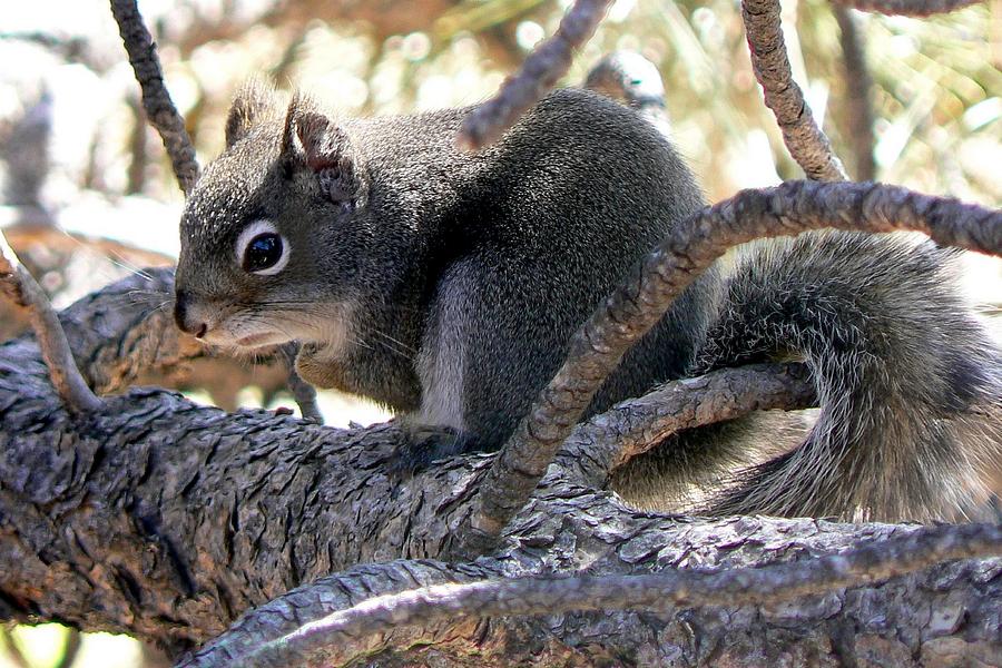 Pine Squirrel Photograph by Marilyn Burton