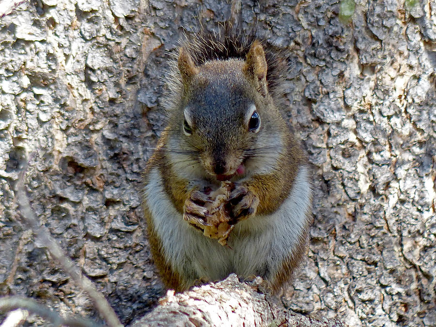 Wildlife Photograph - Pine Squirrel With Nut by Thomas Samida
