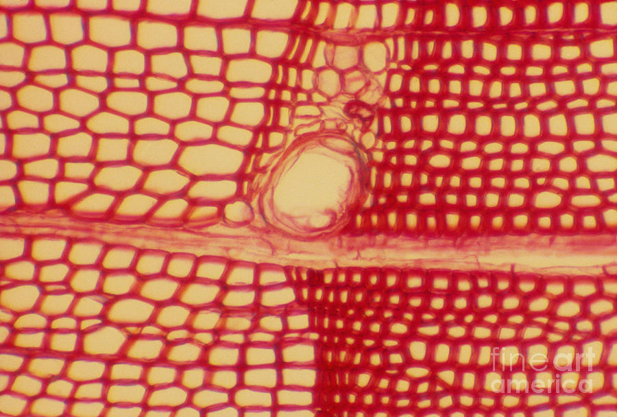 Pine Stem Photograph by James M. Bell