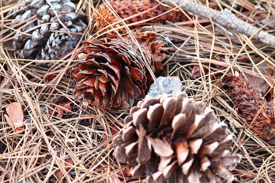 Pine Straw And Cones Photograph