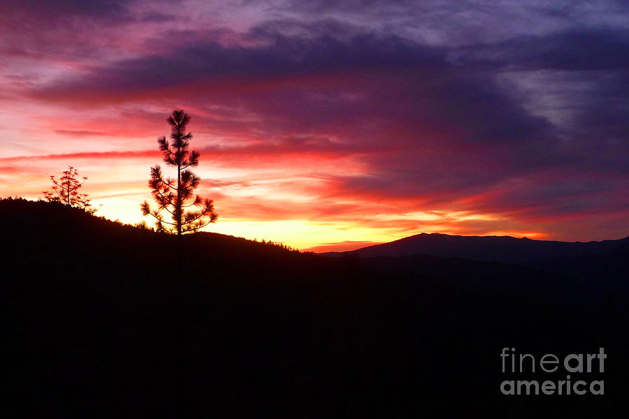 Sunset Photograph - Pine Sunset by Joshua Greeson
