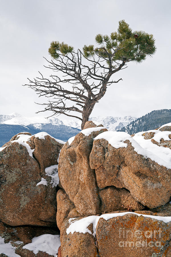 Pine Tree above Beaver Meadows in Rocky Mountain National Park Photograph by Fred Stearns