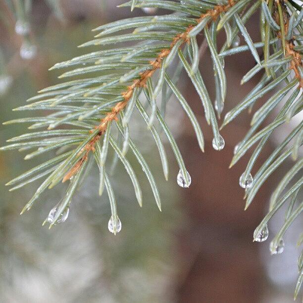 Nature Photograph - Pine Tree by Alexa V