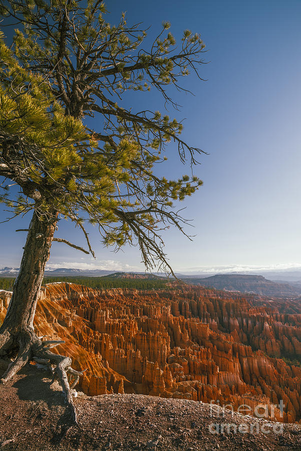 Pine tree and Bryce Canyon Photograph by Vishwanath Bhat