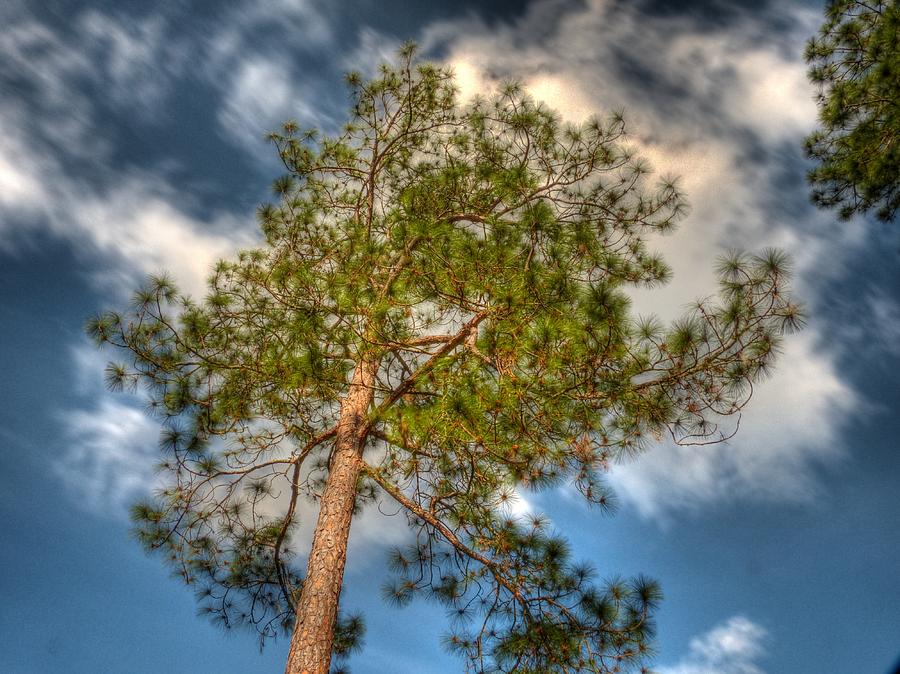 Wildlife Photograph - Pine Tree and Clouds by William Ragan
