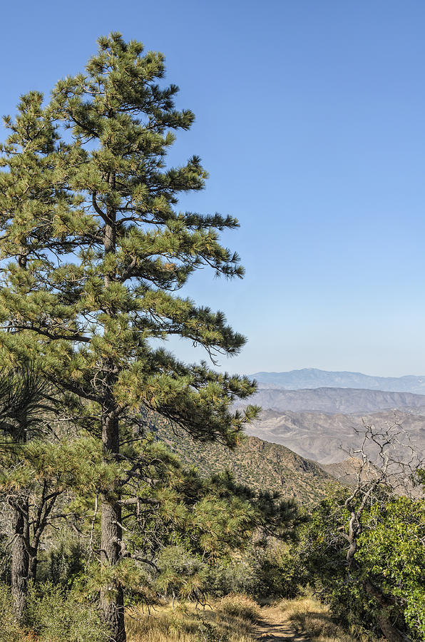 Pine Tree and Laguna Mountains California Photograph by Marianne Campolongo