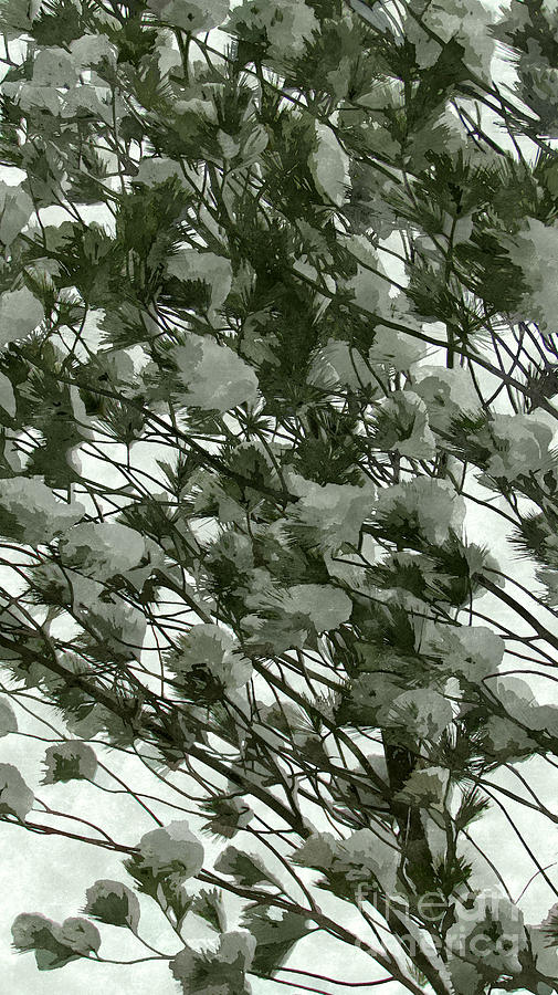 Pine tree branches covered with snow Photograph by Jeelan Clark