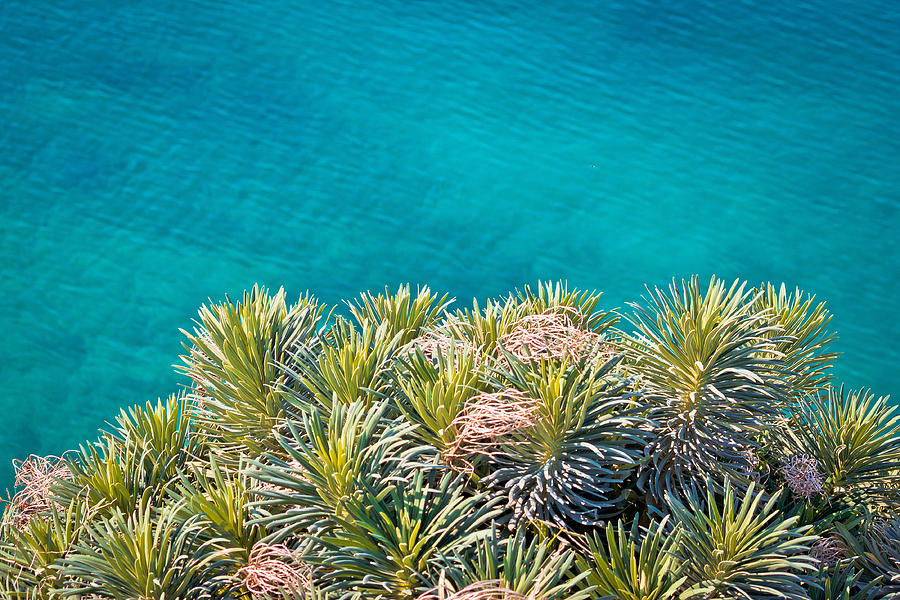 Pine tree branches with turquoise sea background Photograph by Brch Photography