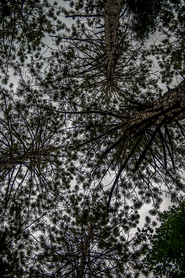 Summer Photograph - Pine Tree Canopy by Paul Freidlund