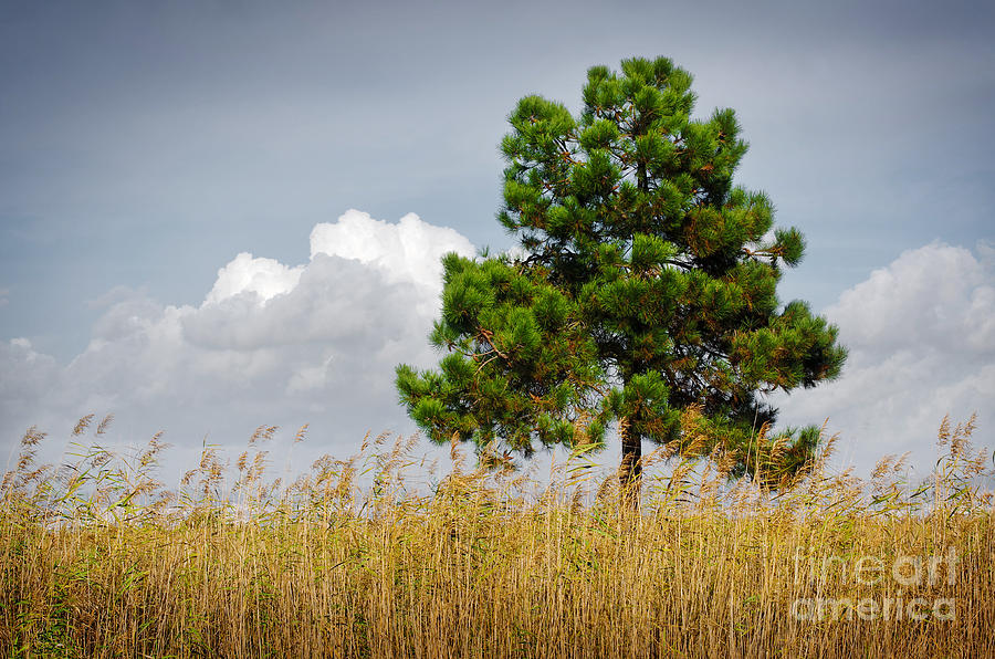 Pine Tree Photograph by Carlos Caetano