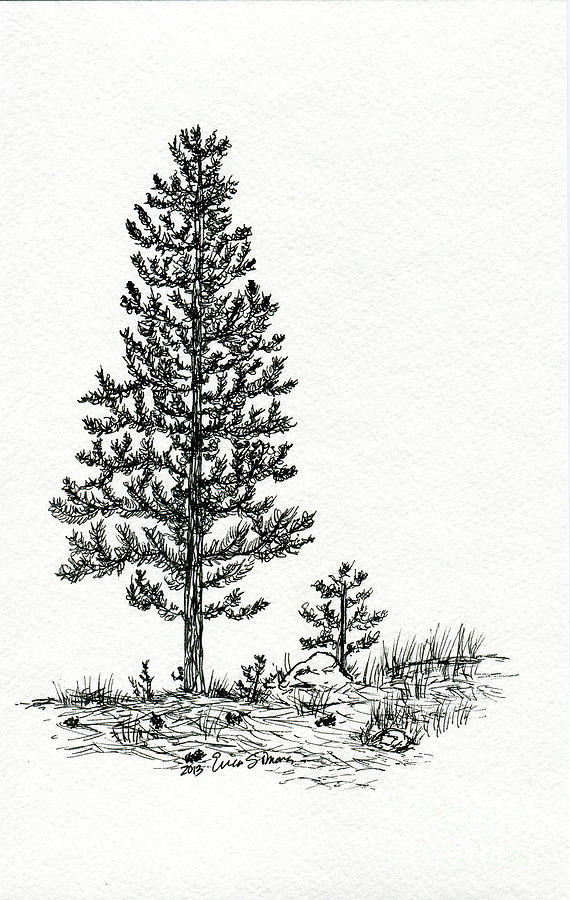 Pine Tree Evergreen Drawing Slihouette Bundle Black and - Etsy