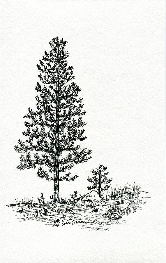  Pine Tree Drawing by Erica Simons