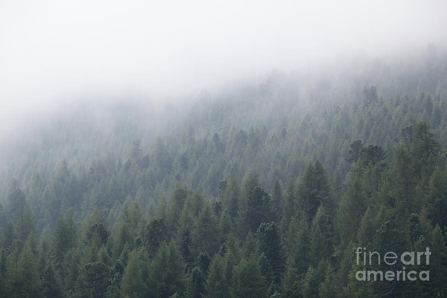 Pine tree forest in the mist Photograph by Matteo Colombo