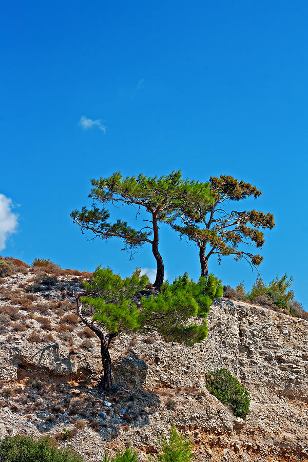 Pine tree growing on edge of mountain side Photograph by Ken Biggs - Pixels
