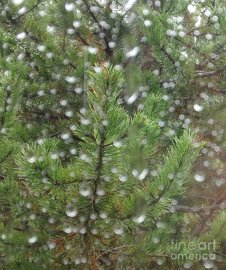 Pine Tree in the Rain Photograph by Laura  Wong-Rose