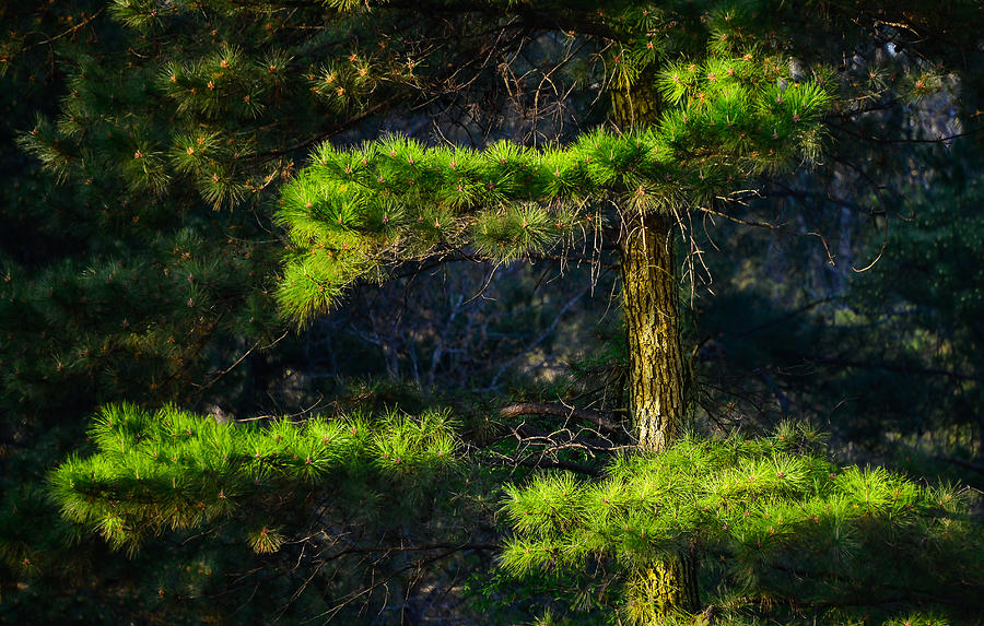 Tree Photograph - Pine Tree In The Spring by Phil And Karen Rispin