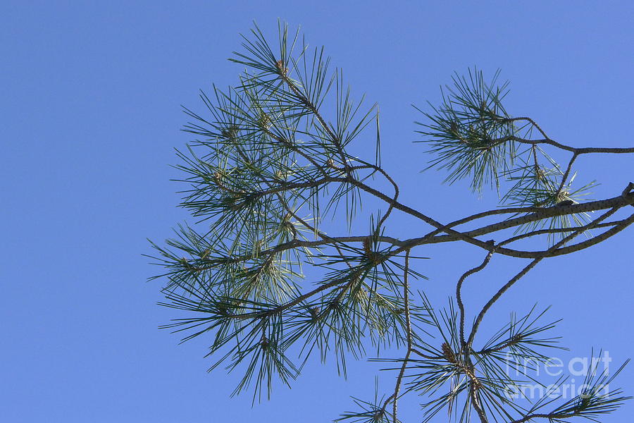 Pine Tree Leaves Photograph by Nora Boghossian