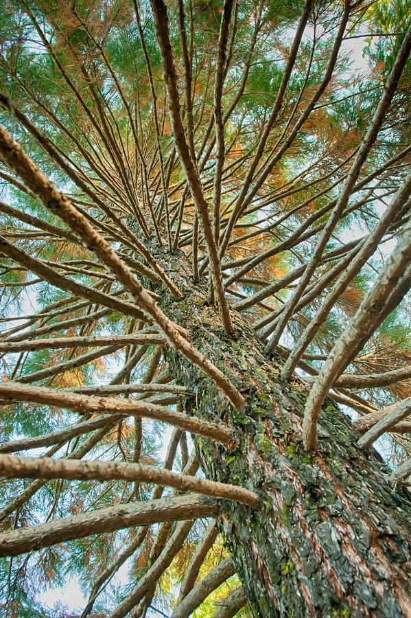 Pine Tree Photograph by Lisa Chorny