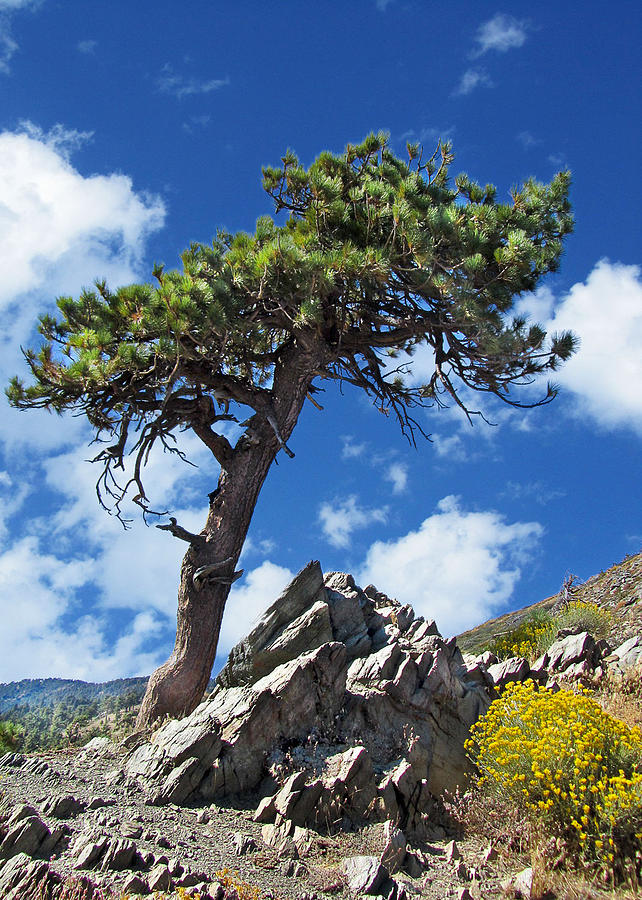 Mountain Photograph - Pine Tree by Mariola Szeliga