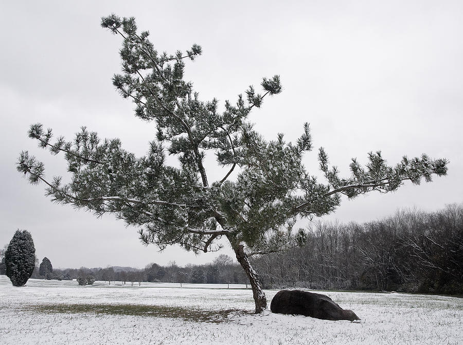 Pine Tree Photograph by Melinda Fawver