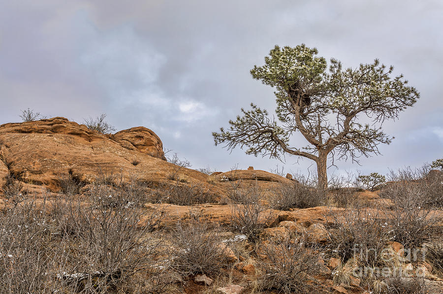 Pine Tree On Sandstone Cliff Photograph by Marek Uliasz