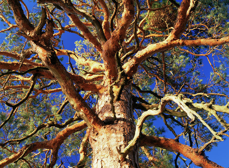 Pine Tree (pinus Sylvestris) Photograph by Bjorn Svensson/science Photo ...