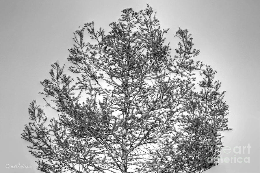Tree Silhouette in Pewter Photograph by D Wallace