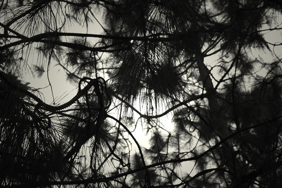 Summer Photograph - Pine tree by Sumit Mehndiratta