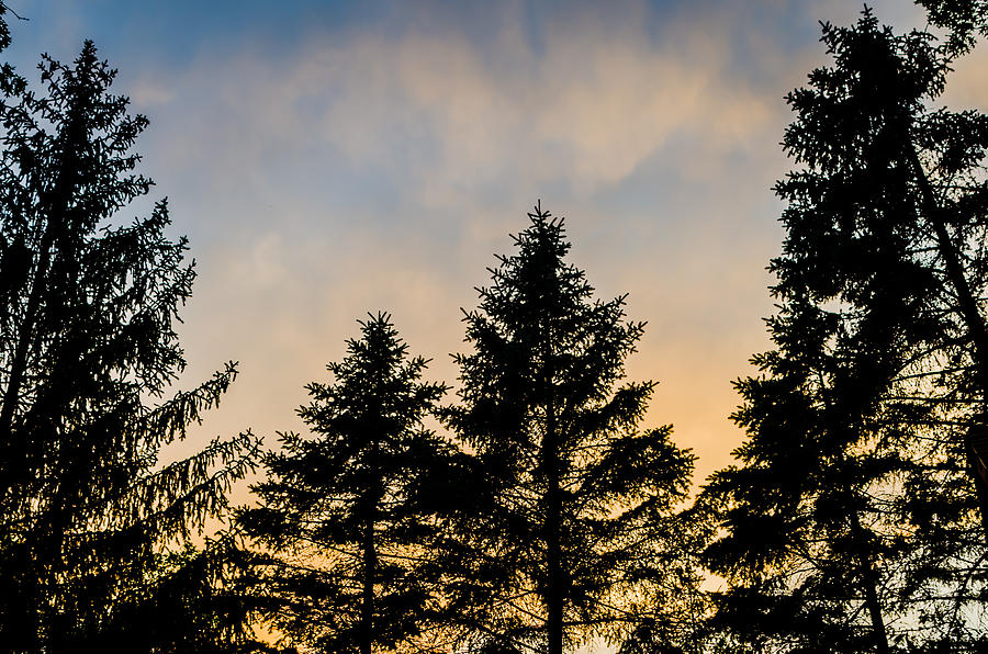 Pine Tree Sunset Photograph by Anthony Doudt