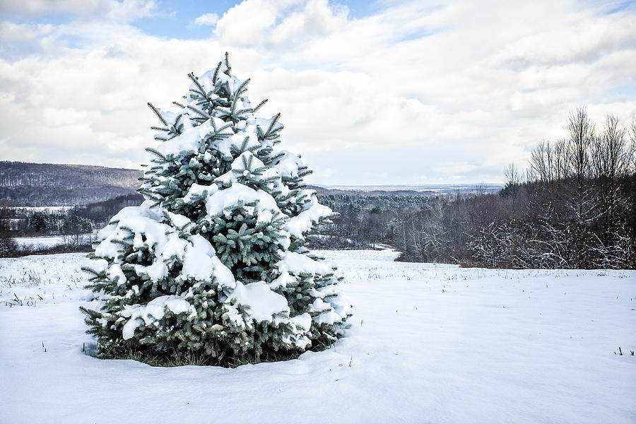 Pine tree under snow Photograph by Chris Bordeleau