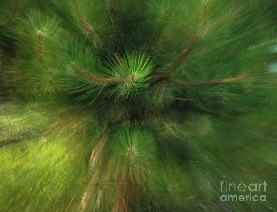 Nature Photograph - Pine Tree Zoom by Grace Grogan