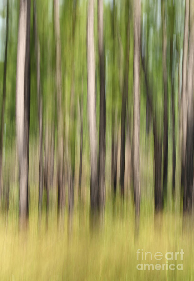 Pine Trees Abstract Photograph by Michelle Tinger