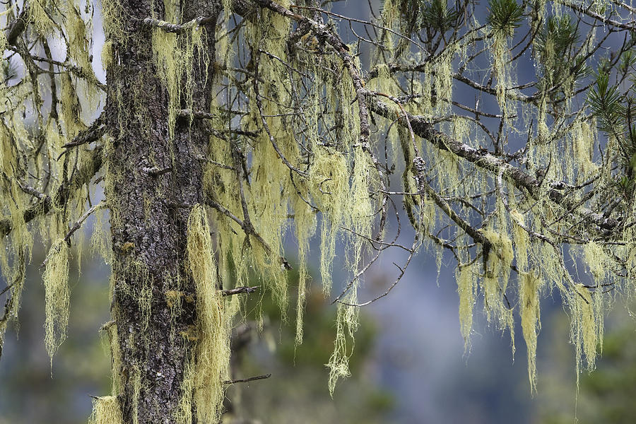 Pine Trees And Bearded Lichen Mitkof Isl Photograph by Konrad Wothe