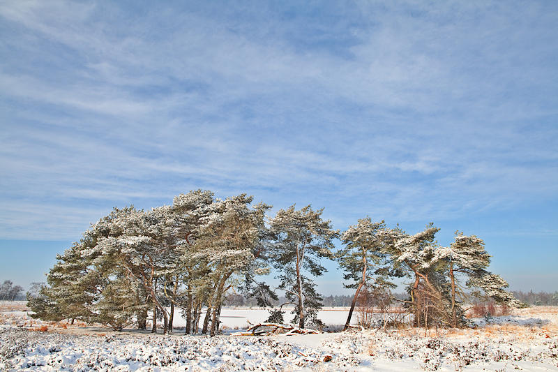 Pine Trees At Edge Of Frozen Lake Photograph by Dirk Ercken