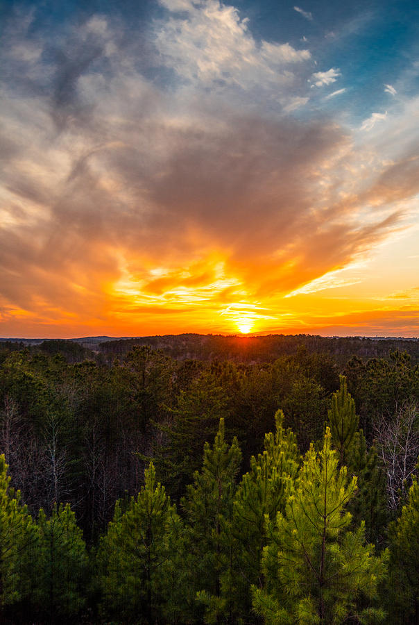 Sunset Photograph - Pine Trees At Sunset by Parker Cunningham