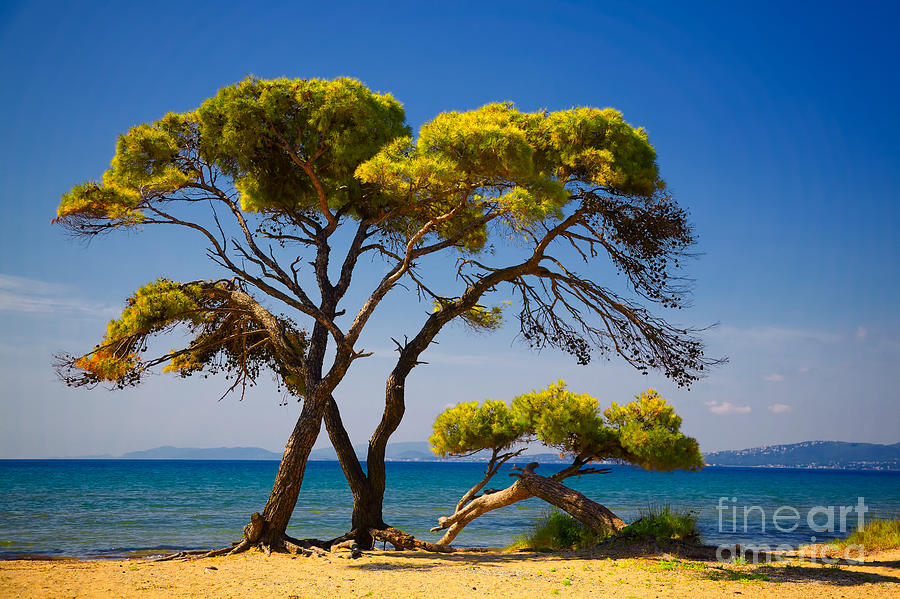 Greek Photograph - Pine trees by the beach by Gabriela Insuratelu