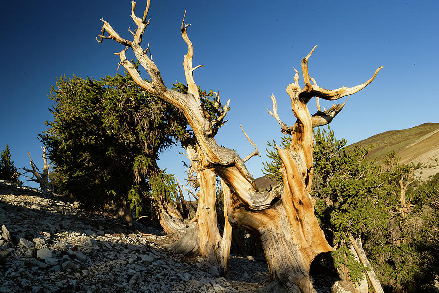 Pine Trees In Ancient Bristlecone Pine Photograph by Panoramic Images